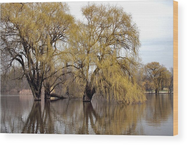 Spring Wood Print featuring the photograph Flooded Trees by Richard Gregurich