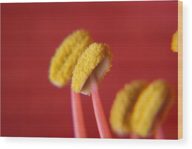 Bangalore Wood Print featuring the photograph Flower - extreme close-up by SAURAVphoto Online Store