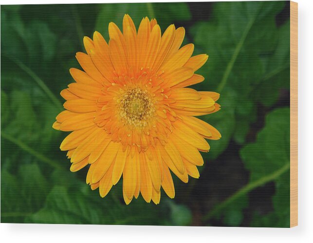 Flower Wood Print featuring the photograph Flower 10 by David Foster