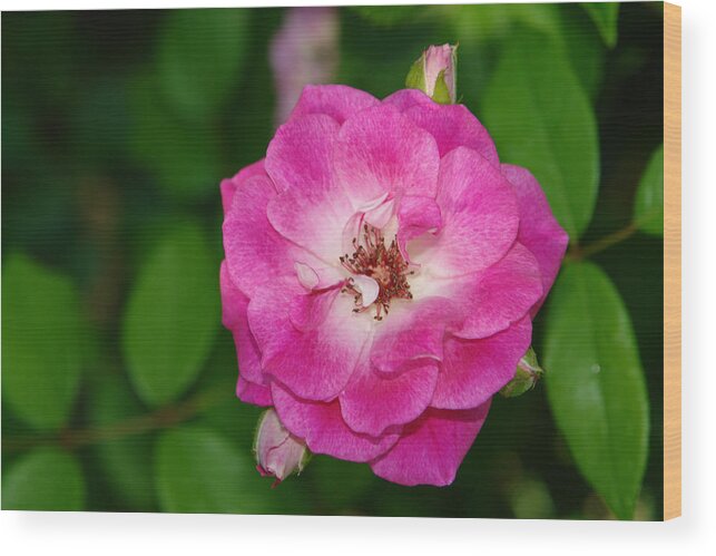 Flower Wood Print featuring the photograph Flower 11 by David Foster