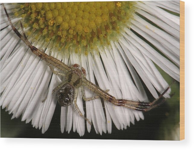 Nature Wood Print featuring the photograph Flower Spider On Fleabane by Daniel Reed