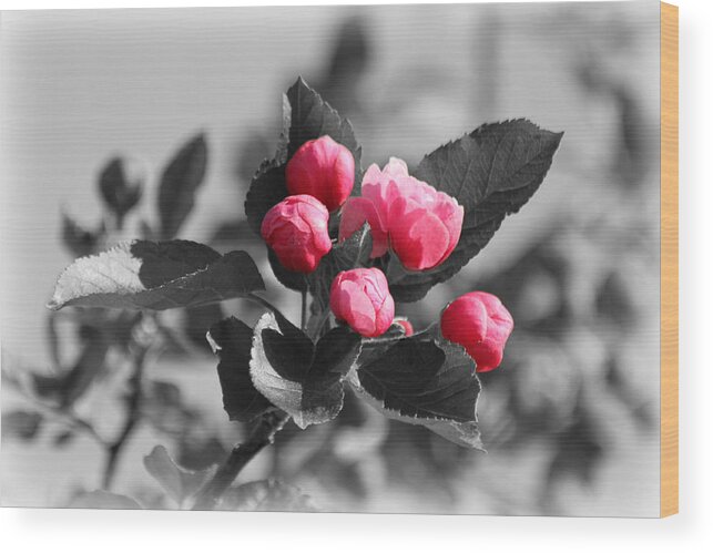 Crab Wood Print featuring the photograph Flowering Crabtree in Select Color by Mark J Seefeldt