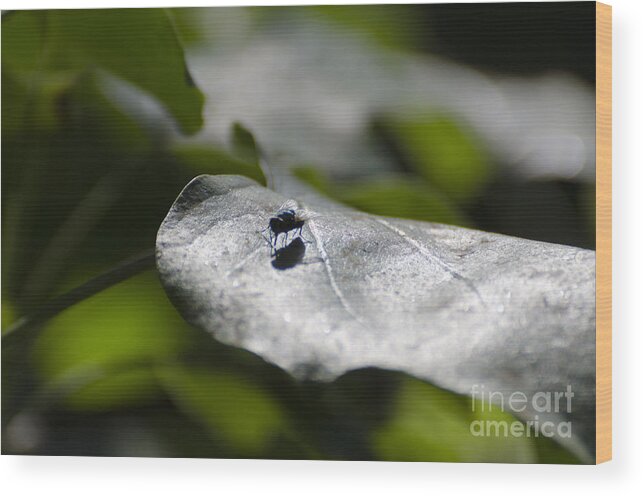 Fly Wood Print featuring the photograph Fly on a green leaf by Mats Silvan