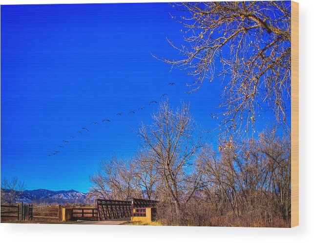 Denver Wood Print featuring the photograph Flying Over South Platte Park by David Patterson