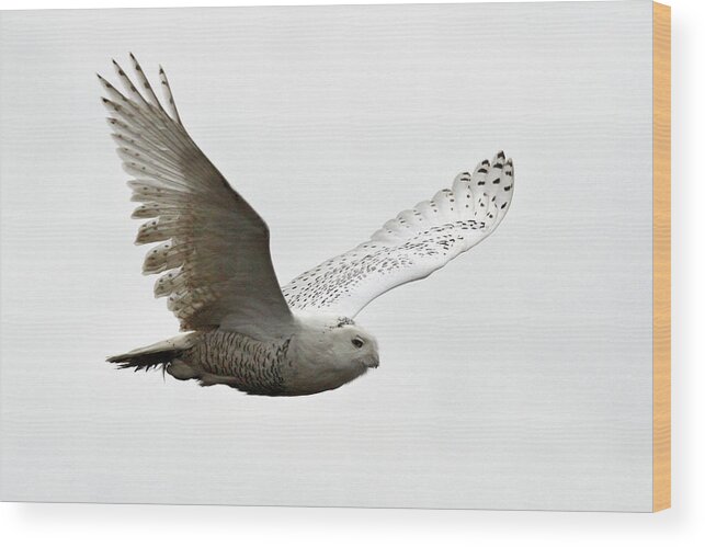 Snowy Owls Wood Print featuring the photograph Flying snowy owl by Pierre Leclerc Photography