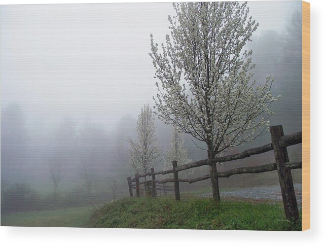 Trees Wood Print featuring the photograph Foggy Trees in the Valley by Duane McCullough