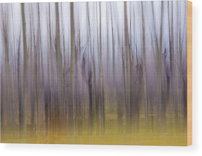 Forest Wood Print featuring the photograph Forest Dream by Ng Hock How