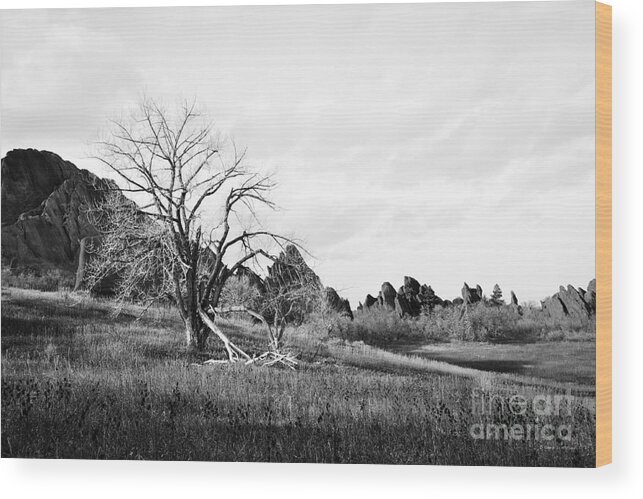Fountain Valley Wood Print featuring the photograph Fountain Valley in Black and White by Cheryl McClure