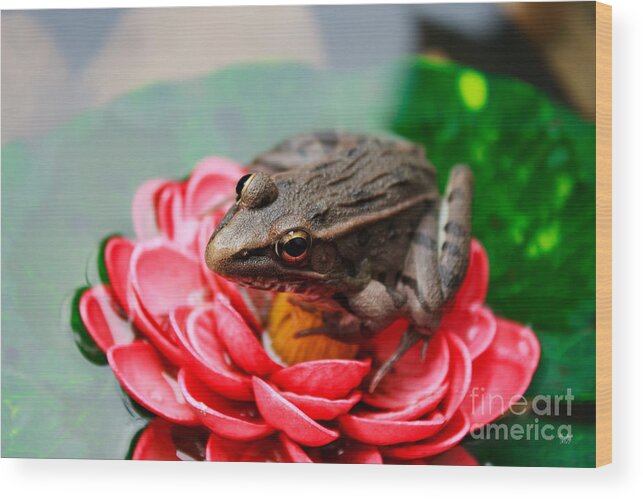 Amphibian Wood Print featuring the photograph Frog On Lily Pad Two by Ms Judi