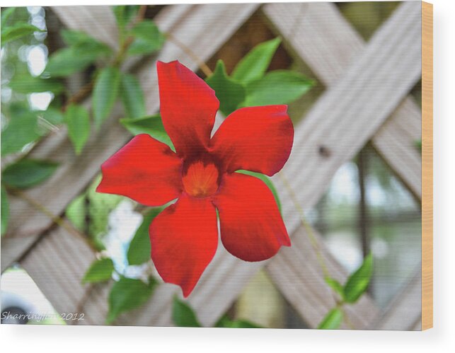 Flower Wood Print featuring the photograph Front Porch by Shannon Harrington