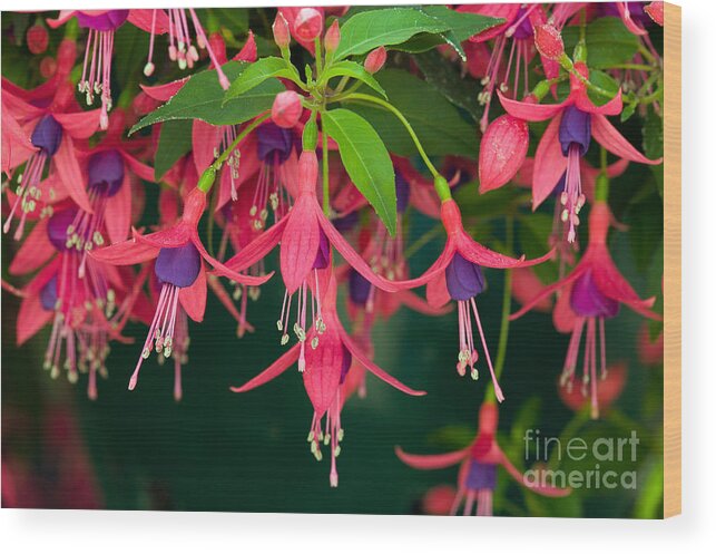Plants Wood Print featuring the photograph Fuchsia Windchime Flowers by Alan and Linda Detrick and Photo Researchers
