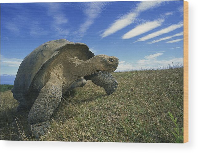 Mp Wood Print featuring the photograph Galapagos Giant Tortoise Geochelone by Tui De Roy
