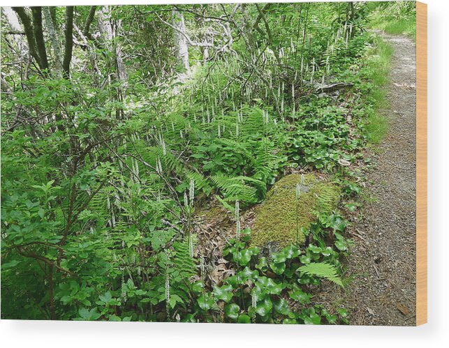  Galax Wood Print featuring the photograph Galax Beside the Trail by Joel Deutsch