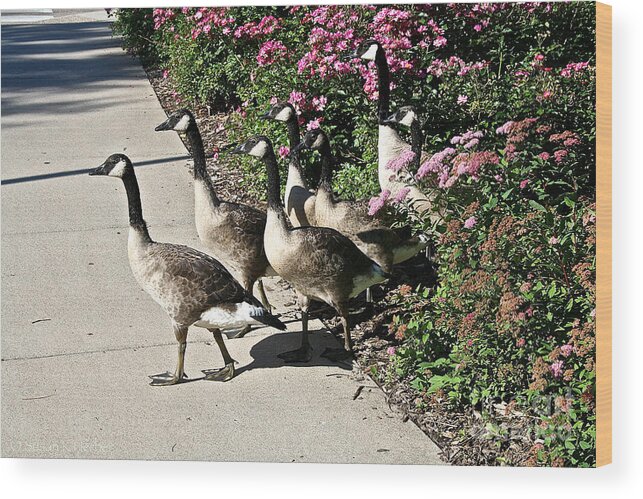 Goose Wood Print featuring the photograph Garden Geese Parade by Susan Herber
