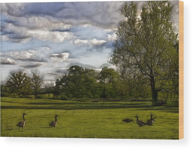 Geese Wood Print featuring the photograph Geese on Painted Green 2 by Bill and Linda Tiepelman