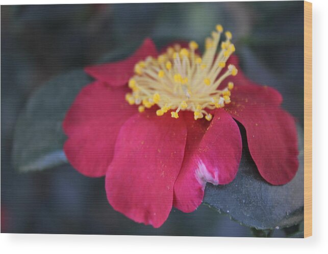 Flower Wood Print featuring the photograph Gentle Flower by Shawn Hughes