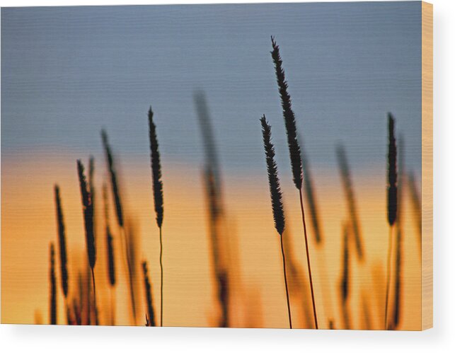 Landscape Wood Print featuring the photograph Glow by Bruce Patrick Smith