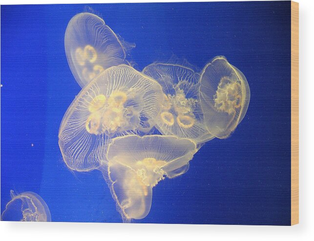 Jellyfish Wood Print featuring the photograph Glowing Jellyfish 3 by Karen Nicholson