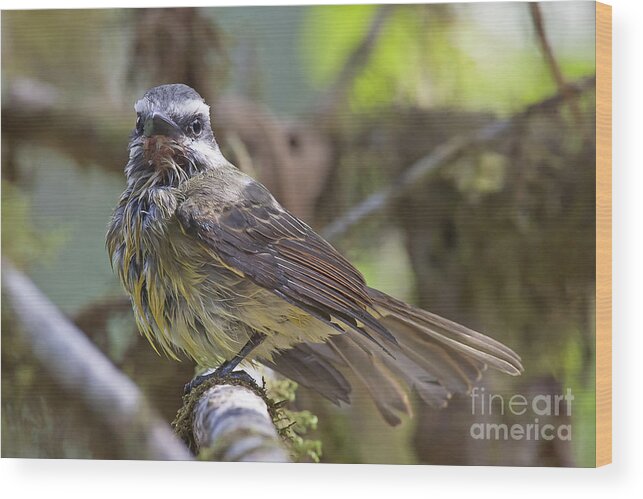 Myiodynastes Chrysocephalus Wood Print featuring the photograph Golden--crowned Flycatcher by Jean-Luc Baron