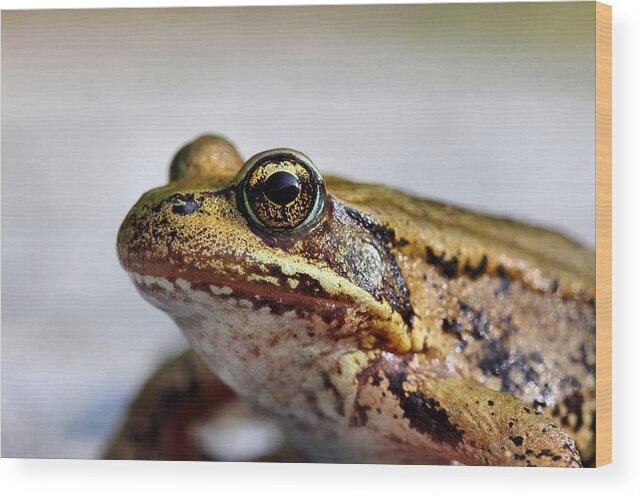 Gold Frog Wood Print featuring the photograph Golden Eye Frog Macro by Tracie Schiebel