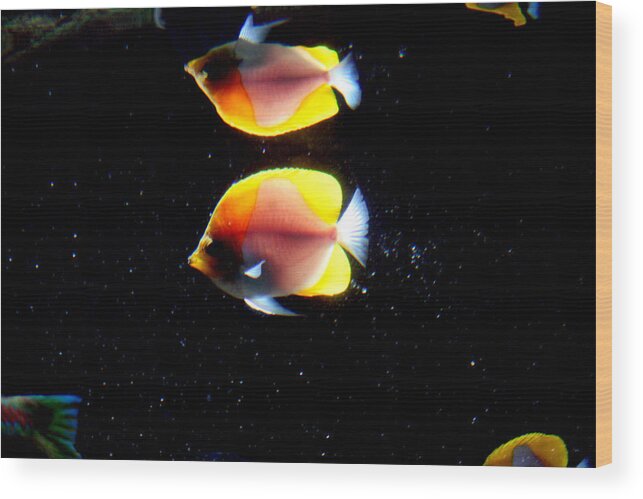 Waikiki Aquarium Wood Print featuring the photograph Golden Fish Reflection by Jennifer Bright Burr