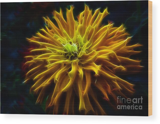 Zinnia Wood Print featuring the photograph Golden Zinnia Glow by Darleen Stry