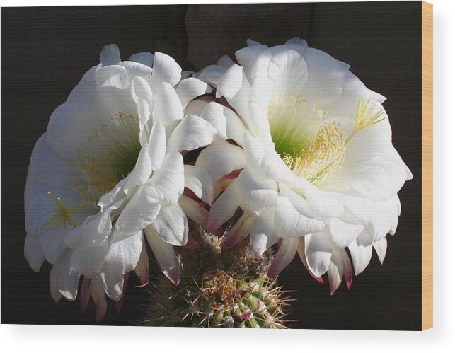 Twin Blooms Wood Print featuring the photograph Good Morning Sunshine by Patricia Haynes