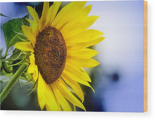 Graceful Wood Print featuring the photograph Graceful Sunflower by Trudy Wilkerson