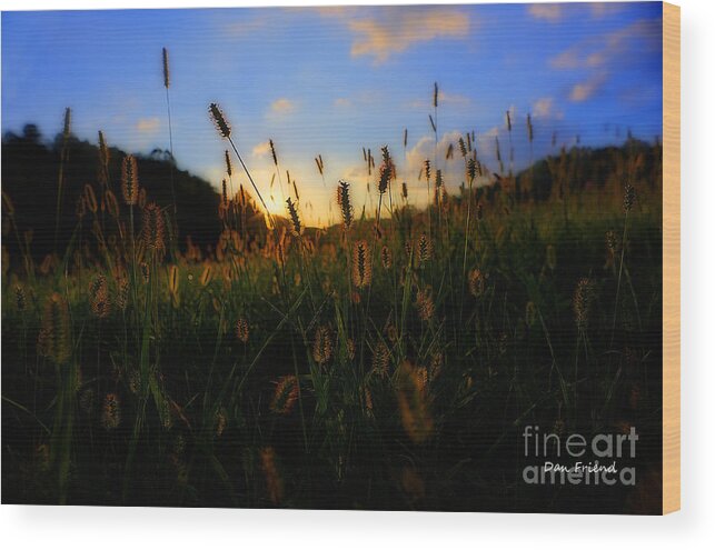 Grass Wood Print featuring the photograph Grass in field at sunset by Dan Friend