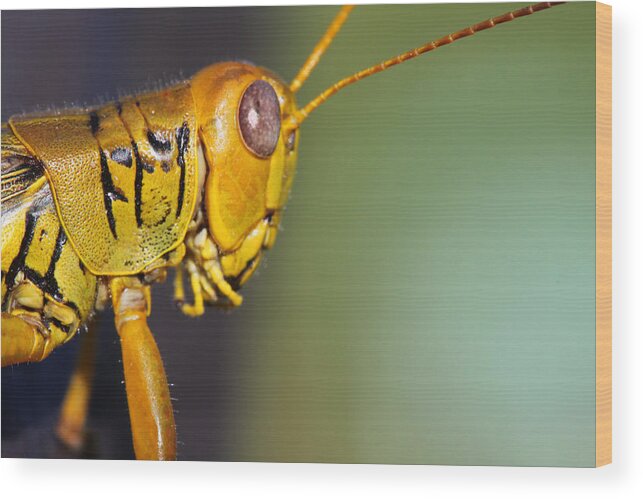 Grasshopper Wood Print featuring the photograph Grasshopper 2 by Kristy Jeppson