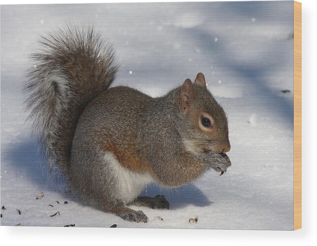 Gray Squirrel Wood Print featuring the photograph Gray Squirrel On Snow by Daniel Reed