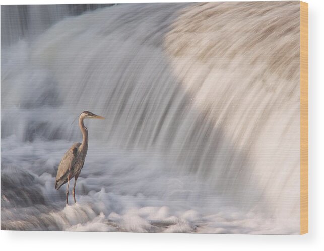 Almonte Wood Print featuring the photograph Great Blue Heron by Josef Pittner