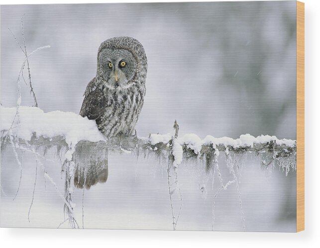 00170496 Wood Print featuring the photograph Great Gray Owl Perching On A Snow by Tim Fitzharris