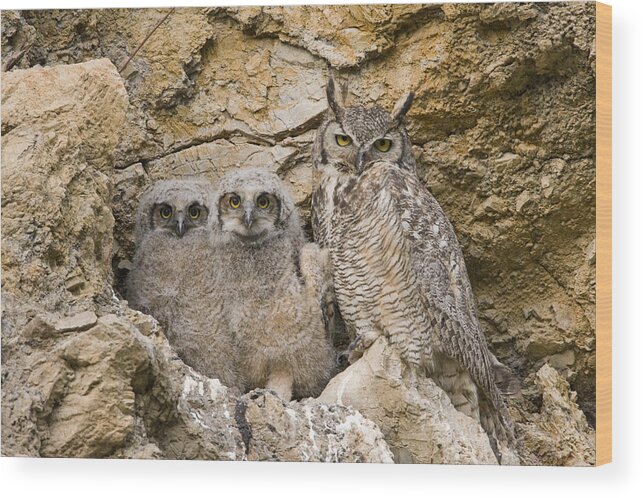 00439316 Wood Print featuring the photograph Great Horned Owl With Owlets In Nest by Sebastian Kennerknecht