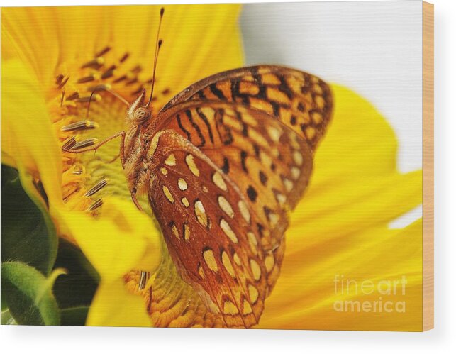 Insects Wood Print featuring the photograph Great Spangled Fritillary by Cheryl Baxter