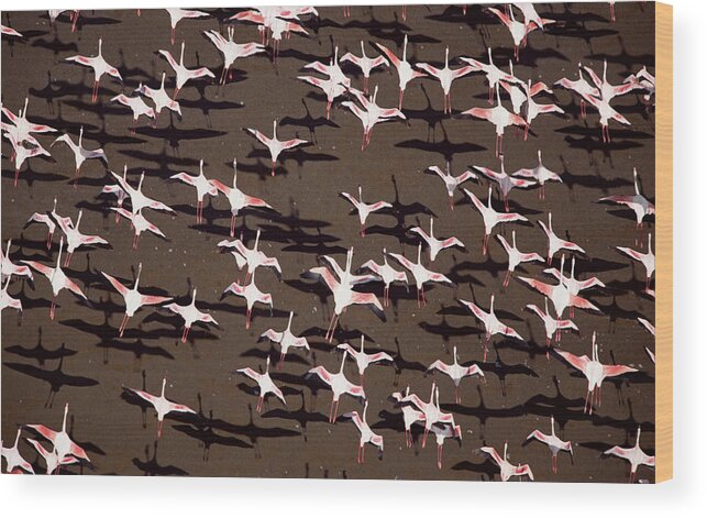 00173372 Wood Print featuring the photograph Greater Flamingo And Lesser Flamingo by Tim Fitzharris