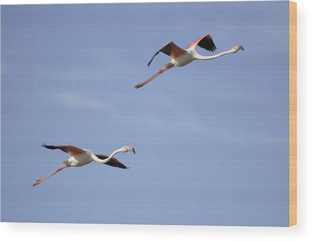 00429644 Wood Print featuring the photograph Greater Flamingos Flying Camargue France by Sebastian Kennerknecht