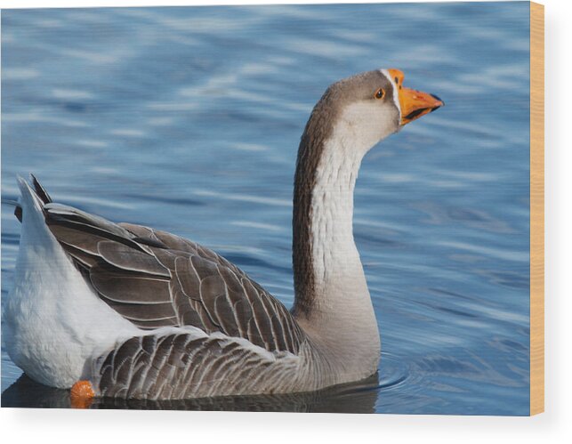 Greater White-frontal Goose Wood Print featuring the photograph Greater White-fronted Goose Paddling Away by Ann Murphy