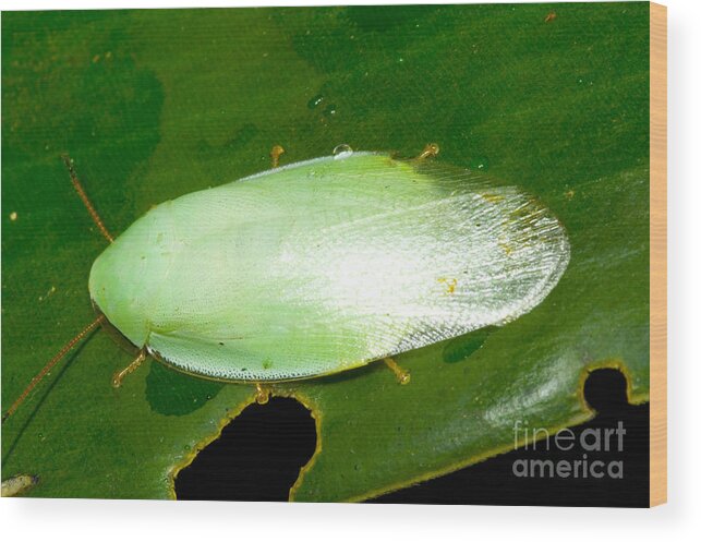 Fauna Wood Print featuring the photograph Green Cockroach by Dante Fenolio