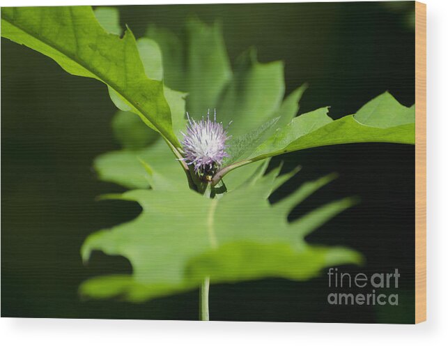 Oak Wood Print featuring the photograph Green oak leaf and flower by Mats Silvan