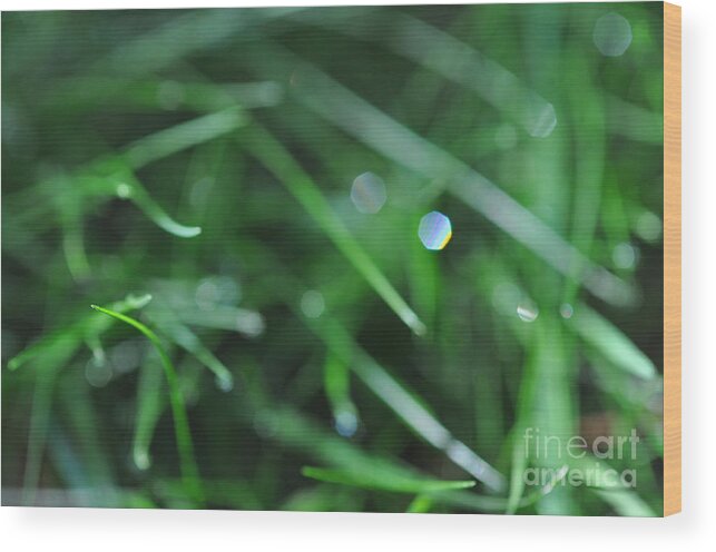 Green Wood Print featuring the photograph Green by Sylvie Leandre