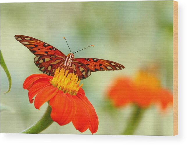 Gulf Fritillary Wood Print featuring the photograph Gulf Fritillary 2 by Andrew McInnes