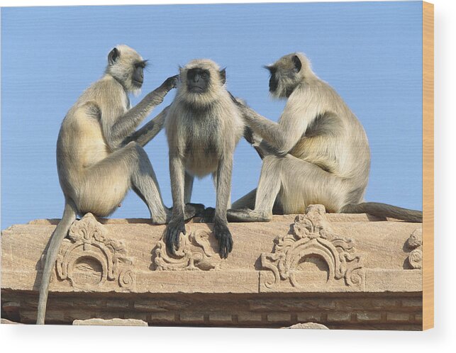 00620113 Wood Print featuring the photograph Hanuman Langurs Grooming by Cyril Ruoso