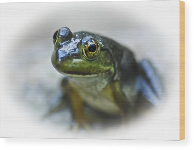 Frog Wood Print featuring the photograph Happy Green Frog by Carolyn Marshall