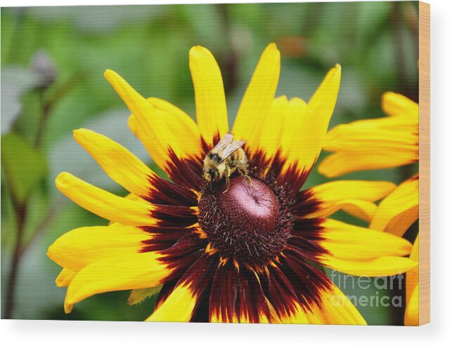  Butchart Gardens Wood Print featuring the photograph Happy Rudbeckia by Tatyana Searcy