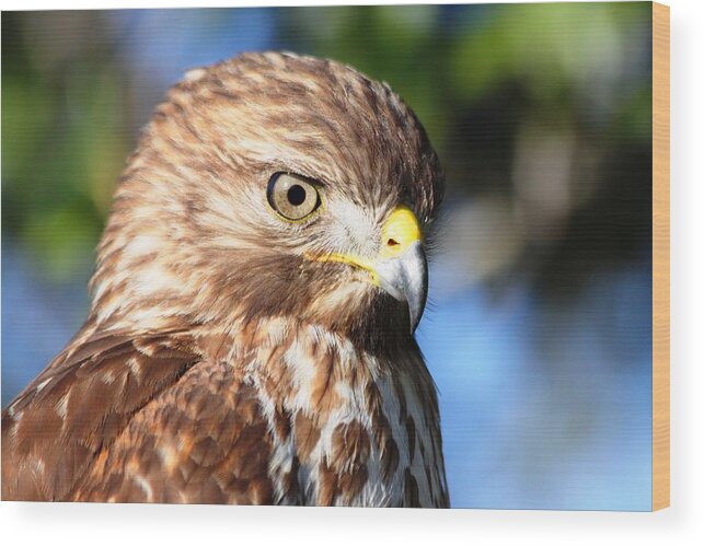  Wood Print featuring the photograph Hawk in Viera Florida by Jeanne Andrews