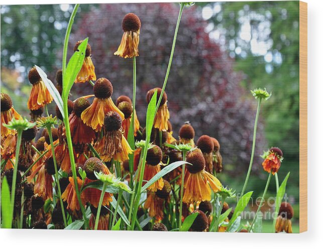  Butchart Gardens Wood Print featuring the photograph Helenium Sneezeweed by Tatyana Searcy