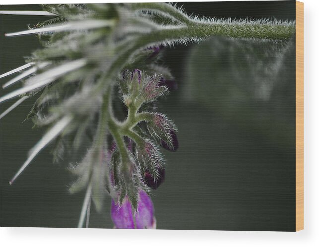 Flower Wood Print featuring the photograph Herb Garden Abstract by Scott Hovind