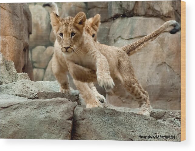 Wildlife Wood Print featuring the photograph Here I come by Matt Steffen