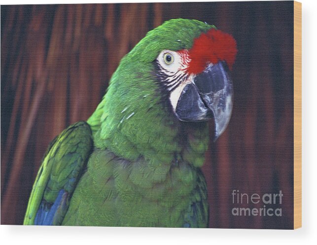 Mexico Wood Print featuring the photograph HERE'S LOOKING AT YOU Military Macaw Riviera Maya Mexico by John Mitchell